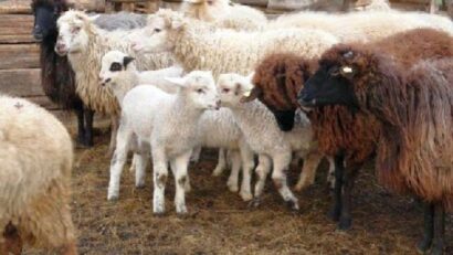 2017年4月25日：罗马尼亚的牧羊业