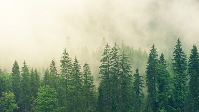 WWF startet Kampagne zur Rettung der rumänischen Wälder