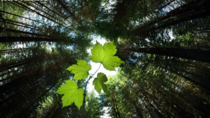 Un nouveau code forestier en Roumanie