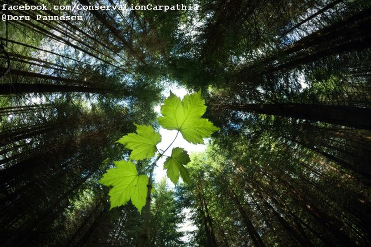 padure-conservation-carpathia-fotope-poza