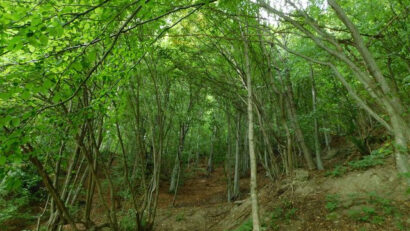 Захист незайманих лісів у Румунії