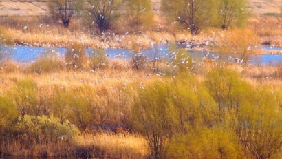 Naturpark Văcăreşti: Verwaltung arbeitet am Managementplan