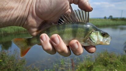 Biodiversität in Gefahr: rumänischer Groppenbarsch vom Aussterben bedroht