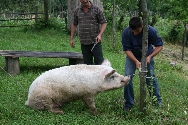 Tuer le cochon, aussitôt dit, aussitôt fait