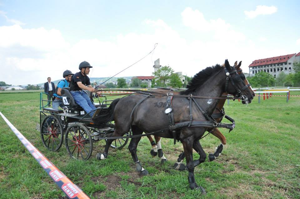 Lipizzaner-Zucht in Rumänien: zwei Gestüte mit Tradition Lipizzaner-Zucht in Rumänien: zwei Gestüte mit Tradition
