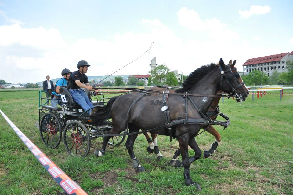 Lipizzaner-Zucht in Rumänien: zwei Gestüte mit Tradition