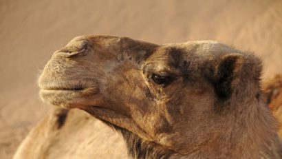 Kamele im rumänischen Raum: bereits in der Antike als Nutztiere verbreitet