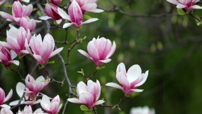 La miscelánea: Bucarest, la ciudad de las magnolias