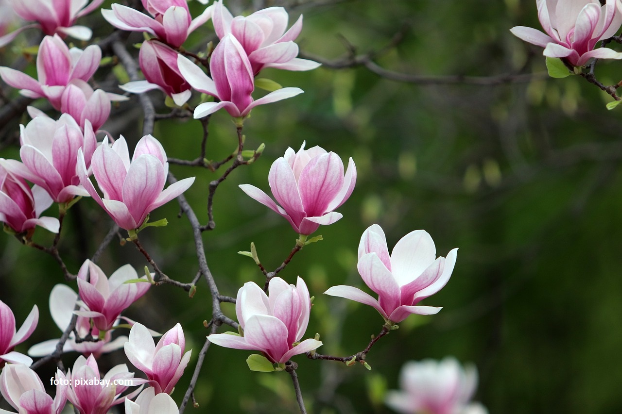 La miscelánea: Bucarest, la ciudad de las magnolias