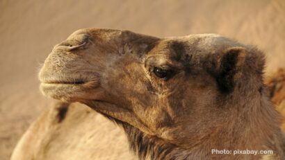 Los camellos en el espacio rumano