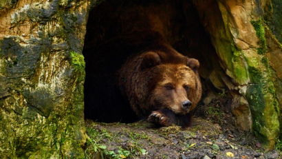 В зоопарке отмечают День медведя