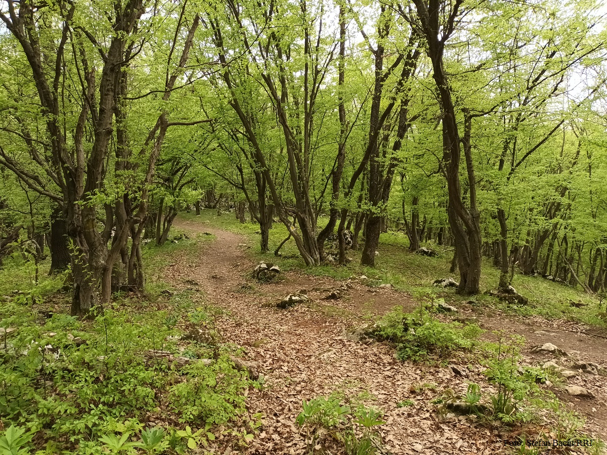 Traseu Ciucaru Mare (Foto: Ștefan Baciu/RRI)