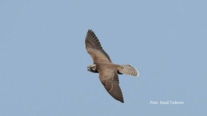 The Danube falcon Photo: Emil Todorov / sursa SOR