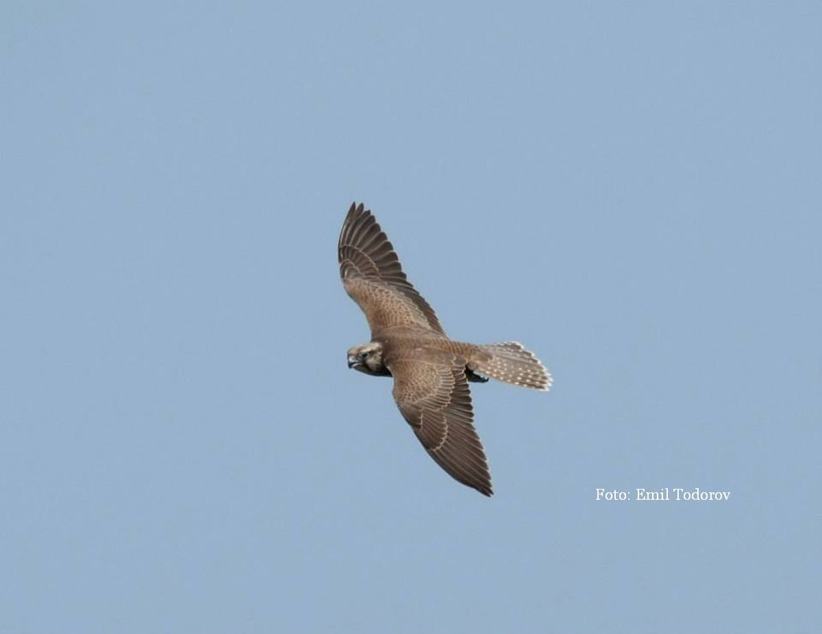 The Danube falcon Photo: Emil Todorov / sursa SOR