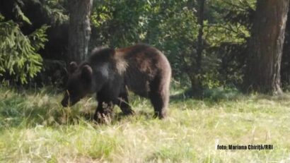 « Les hommes en sécurité – les ours protégés » à Baile Tusnad