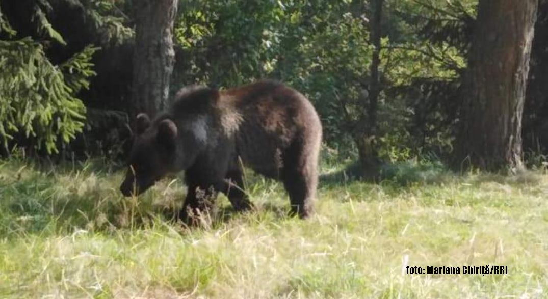 « Les hommes en sécurité – les ours protégés » à Baile Tusnad