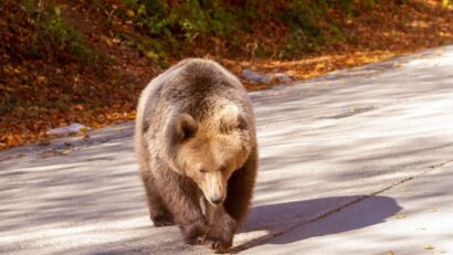 Ведмідь (фото: WWF Romania)