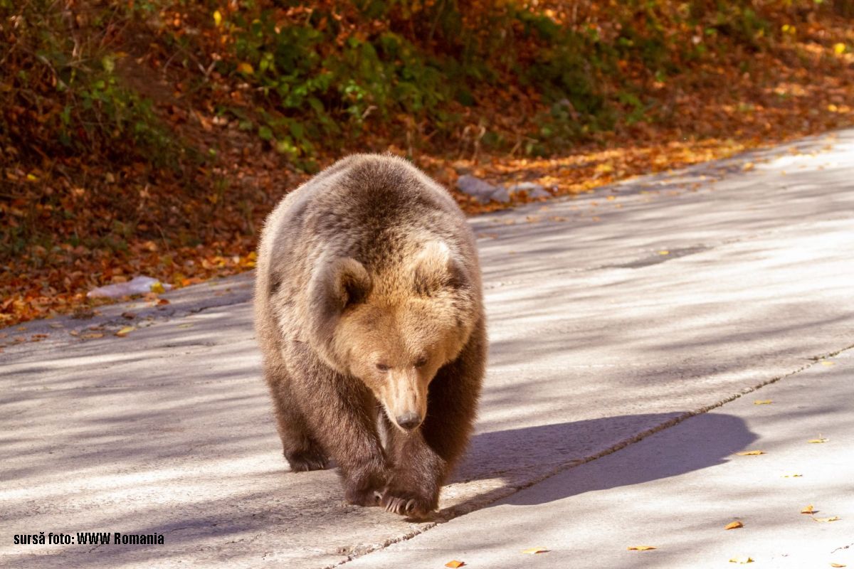 Ведмідь (фото: WWF Romania)