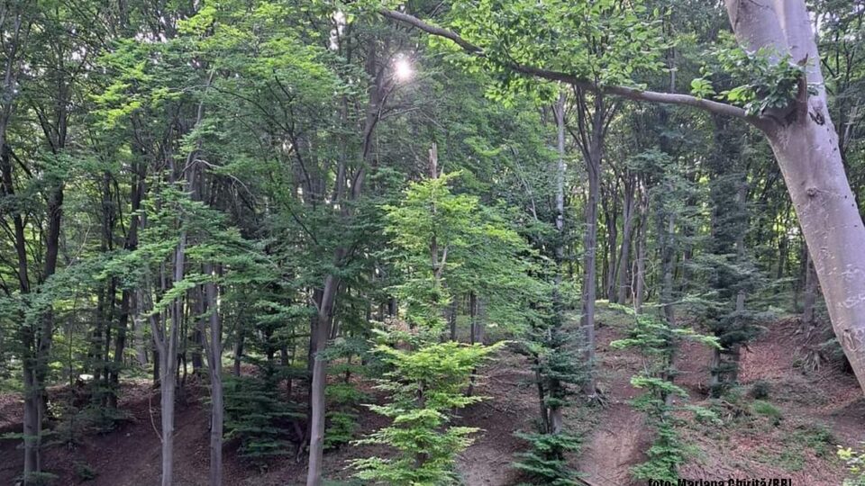 Заклик до порятунку лісів