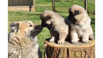 Plasarea bunăstării animalelor în centrul agendei viitoarei Comisii Europene