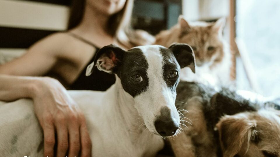 Foto: Chewy / unsplash.com