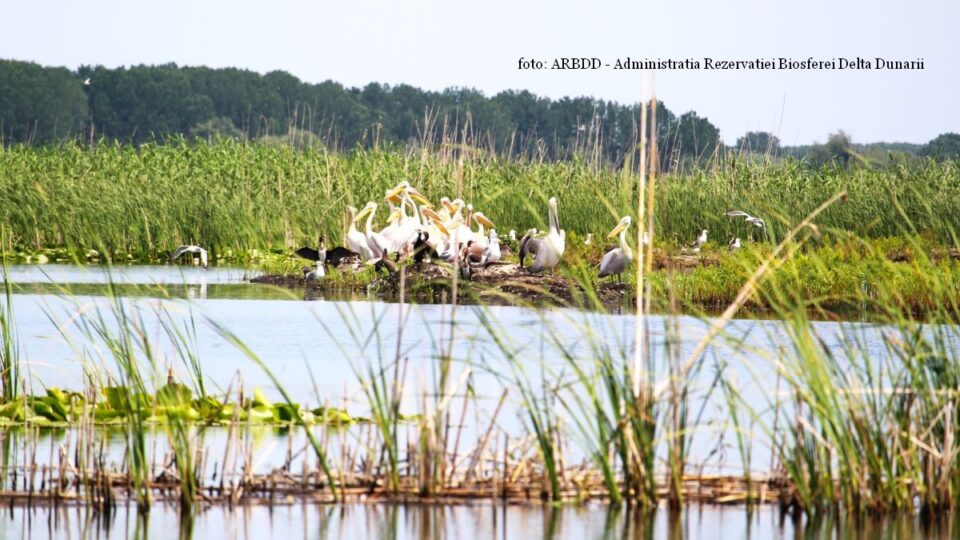 Der Krauskopfpelikan – Ein verletzlicher Riese im Donaudelta