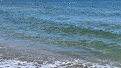 Desde Rumanía hacia el mundo: Los delfines del mar Negro