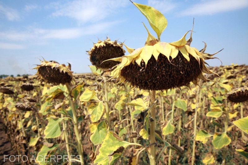 Culturi de floarea soarelui din județul Teleorman / Foto: Agerpres