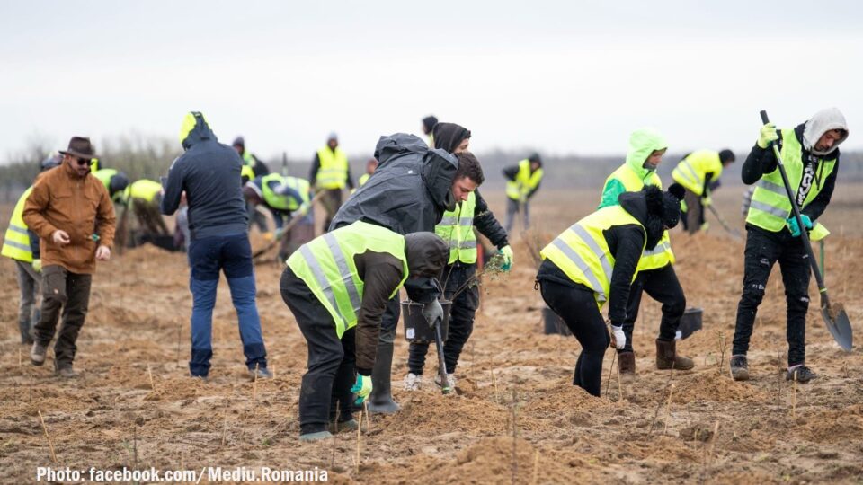 Заліснення на півдні Румунії
