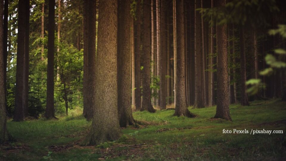 (foto: Pexels / pixabay.com)
