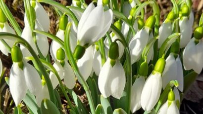 Desde Rumanía hacia el mundo: Las campanillas de la nieve, heraldos de la primavera