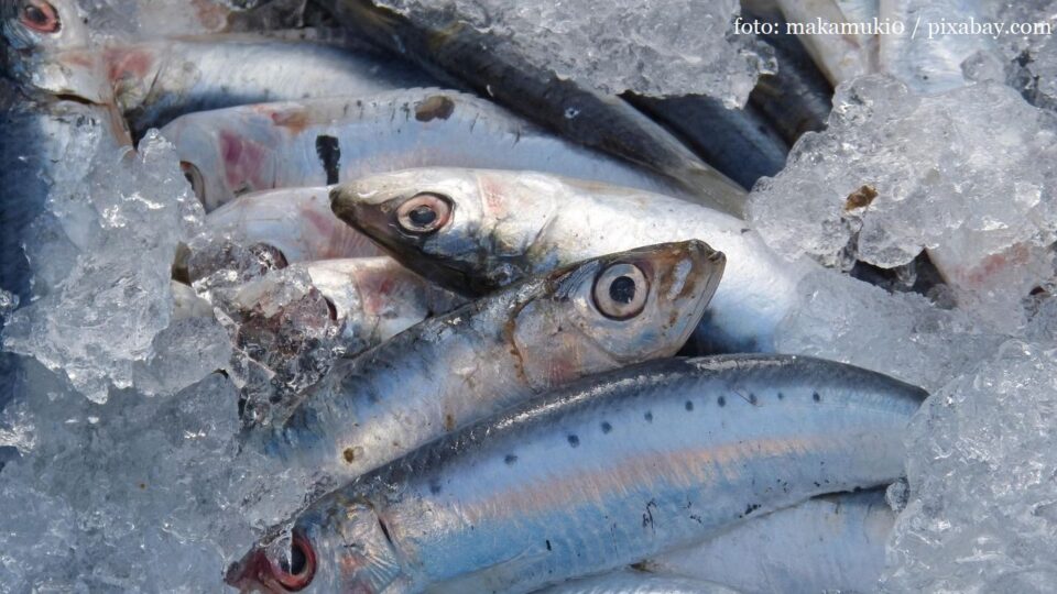 Sardine (foto: makamuki0 / pixabay.com)