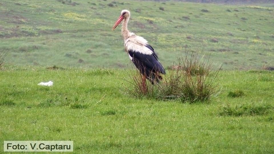 foto: V. Căptaru/RRI