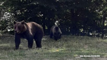 Urşi pe Transfăgărăşan (foto: Mariana Chiriţă/RRI)
