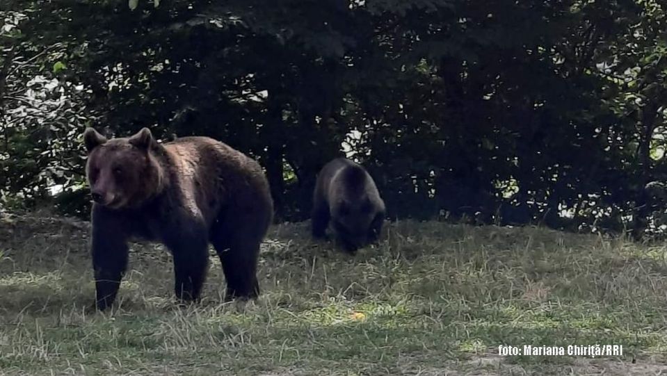 Orsi su Transfăgărăşan (foto: Mariana Chiriţă/RRI)