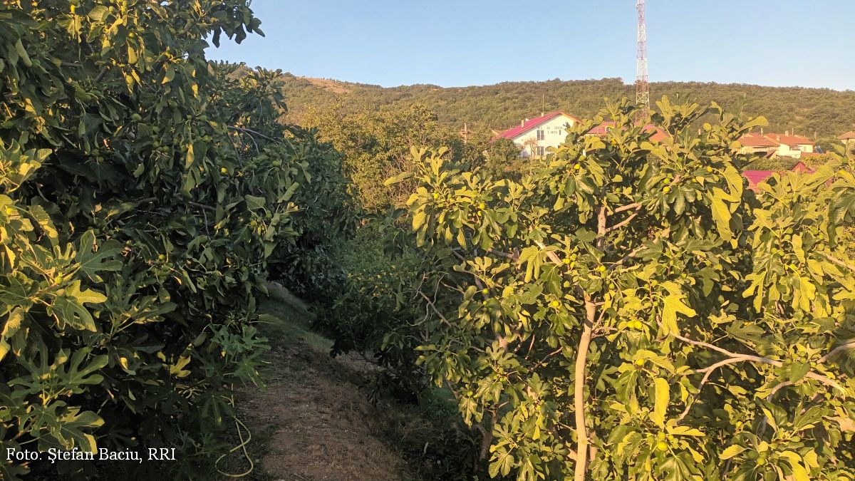 Şviniţa