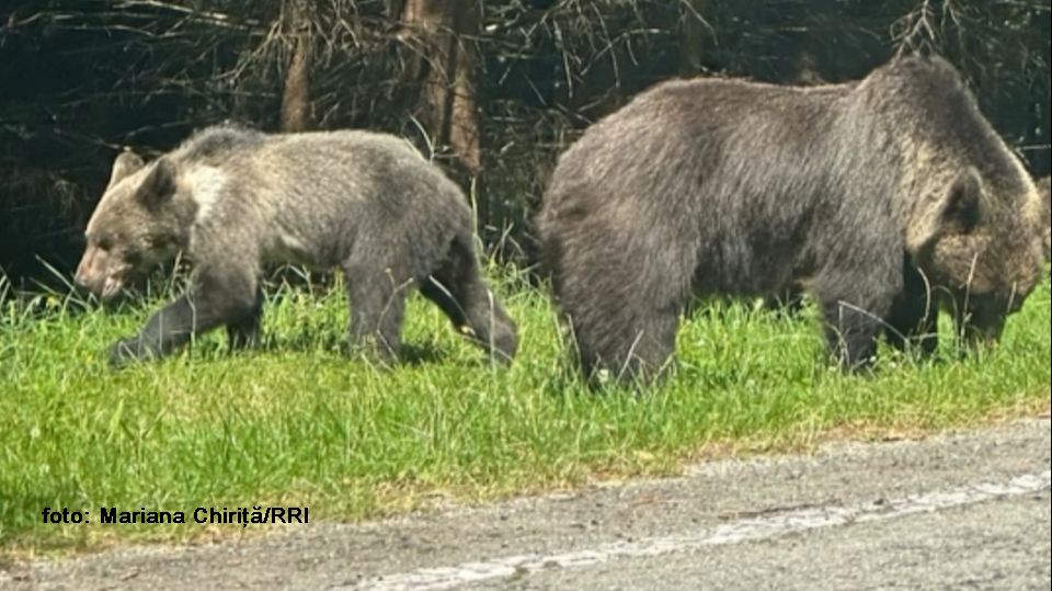 Ursi pe Transfagarasan (foto :Mariana Chirita RRI)