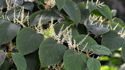 Invasive plants, a threat to biodiversity