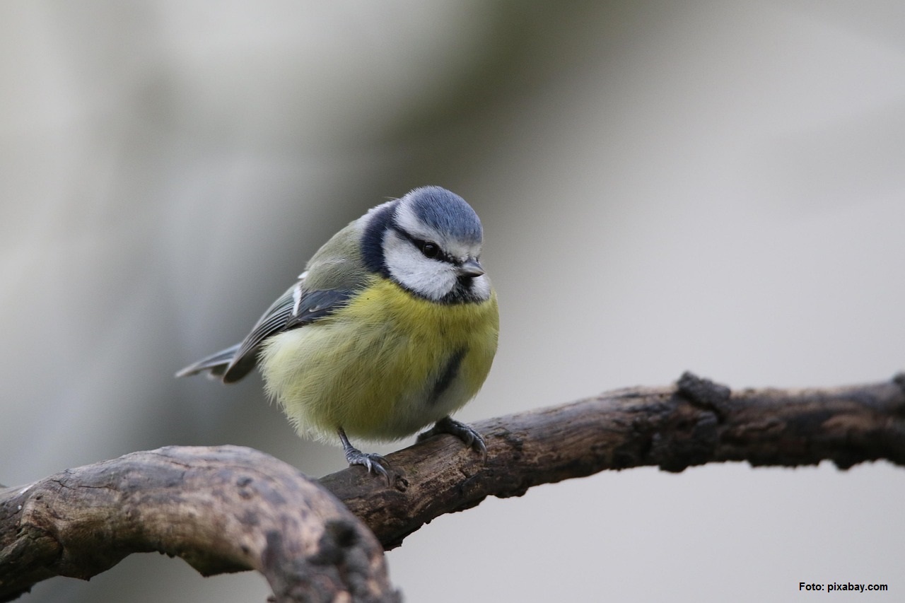 Foto: pixabay.com Foto: pixabay.com