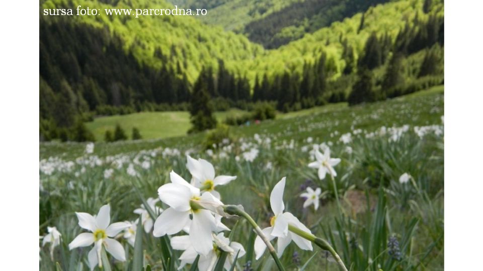 Poiana cu Narcise (Sursa foto: