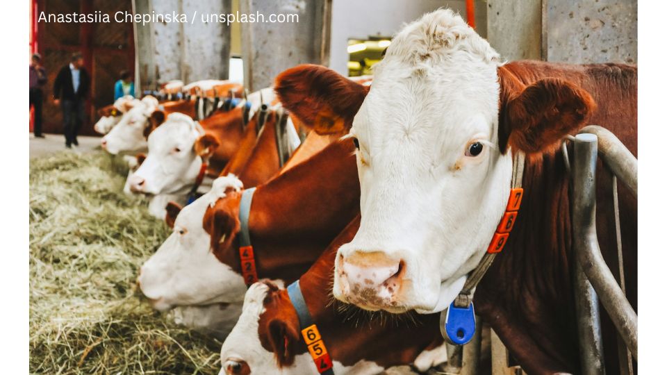 Foto: Anastasiia Chepinska unsplash.com Foto: Anastasiia Chepinska unsplash.com