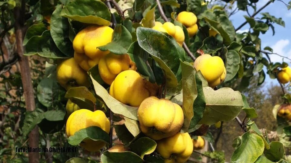 Gutui (foto: Mariana Chiriţă/RRI)