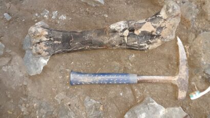 Os de dinozaur sauropod (Foto: Universitatea Bucureşti)