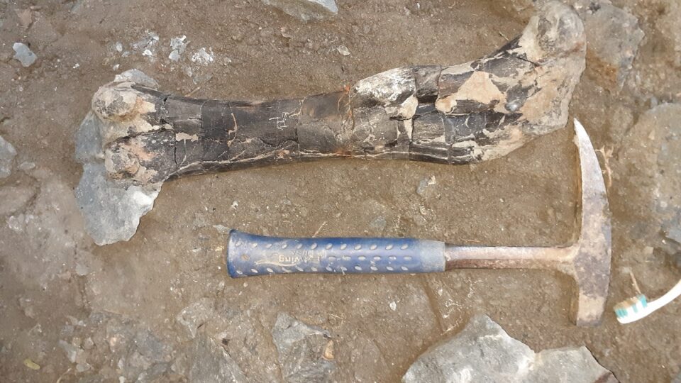 Os de dinozaur sauropod (Foto: Universitatea Bucureşti)