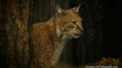 Foto: Jevgeni Fil / unsplash com