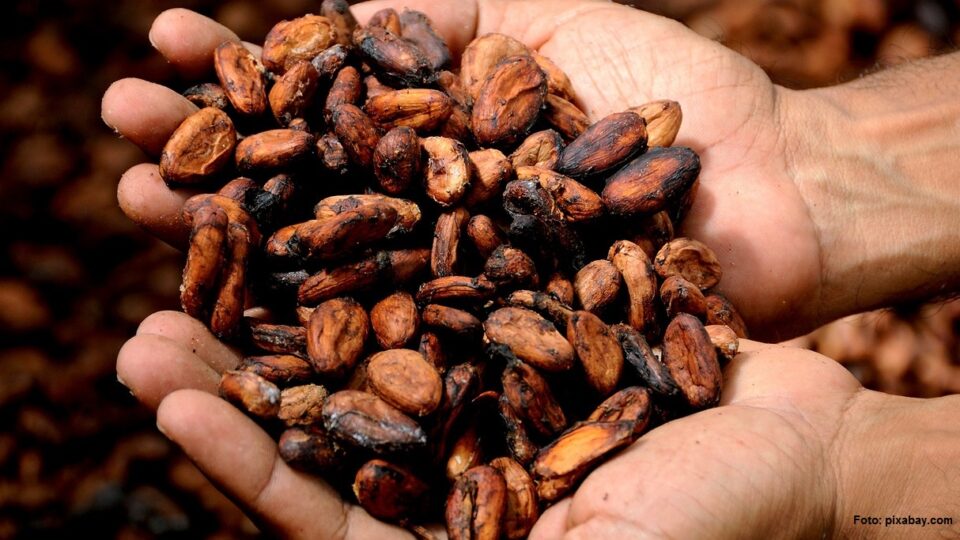 Boabe de cacao (Foto: pixabay.com)
