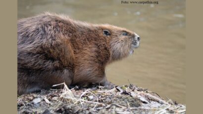 Casa Castorului (foto: www.carpathia.org)