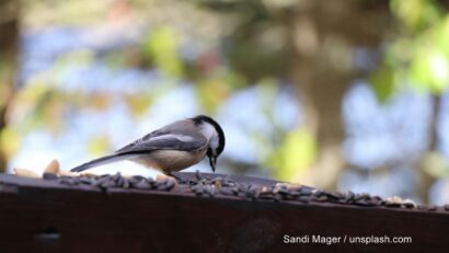 Nourrir les oiseaux sauvages