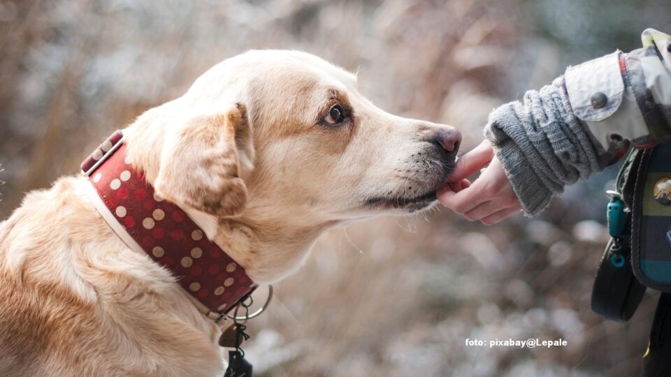 La miscelánea: Los rumanos redefinen su relación con los animales