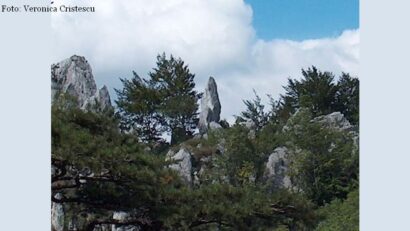Pinul negru de Banat (Foto: Veronica Cristescu)